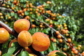 close-up of the ripe organic apricots branch in the orchard at sunny summer day