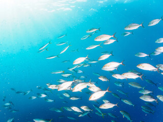 キビナゴの大群を襲う迫力あるカンパチとツムブリ（アジ科）の群れ。

日本国静岡県伊豆半島賀茂郡南伊豆町中木から渡し船で渡るヒリゾ浜にて。
2022年10月撮影。

Greater Amberjack (Seriola dumerili) Rainbow Runner (Elagatis bipinnulata) Silver-Stripe Round Herrings (Spratelloides