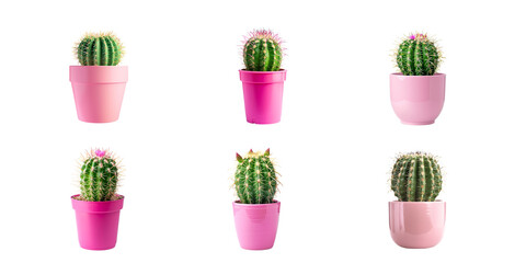 Cactus in pink pot isolated on white background, front view

