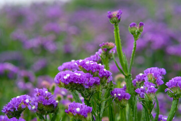 Sea lavender in Northern Blossoms garden in Atok Benguet Philippines.