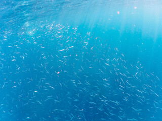 キビナゴの大群を襲う迫力あるカンパチとツムブリ（アジ科）の群れ。

日本国静岡県伊豆半島賀茂郡南伊豆町中木から渡し船で渡るヒリゾ浜にて。
2022年10月撮影。

Greater Amberjack (Seriola dumerili) Rainbow Runner (Elagatis bipinnulata) Silver-Stripe Round Herrings (Spratelloides