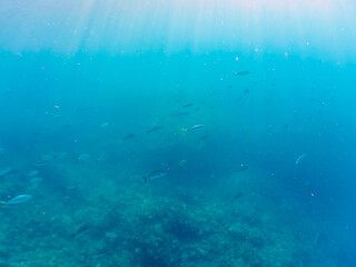 キビナゴの大群を襲う迫力あるカンパチとツムブリ（アジ科）の群れ。

日本国静岡県伊豆半島賀茂郡南伊豆町中木から渡し船で渡るヒリゾ浜にて。
2022年10月撮影。

Greater Amberjack (Seriola dumerili) Rainbow Runner (Elagatis bipinnulata) Silver-Stripe Round Herrings (Spratelloides