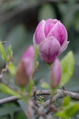 A close-up photo of a pink tulip-shaped magnolia flower.