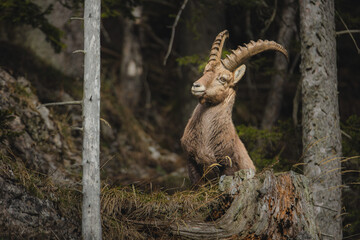 Alpine ibex in a dense forest