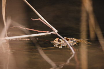 Common toad mating - amplexus