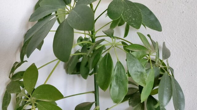 House plant evergreen Schefflera in home