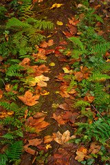 path in the autumn woods. A path covered with autumn leaves with ferns on the sides.