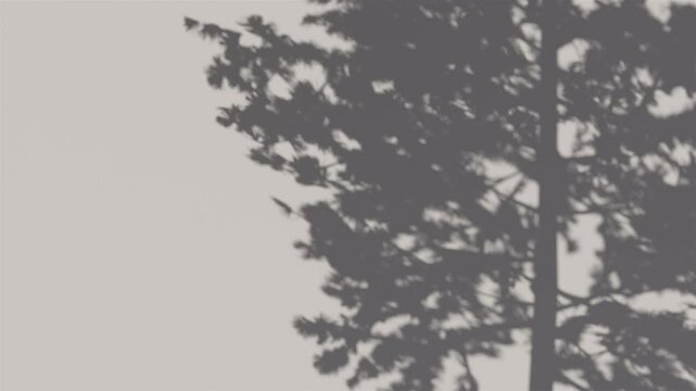 shadow pine leaf in the wind blowing overlay on white wall background wall textures, video background for Product or showcase logo video