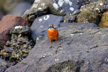 可愛いカワセミ（カワセミ科）。
日本国静岡県伊豆半島賀茂郡南伊豆町中木から渡し船で渡るヒリゾ浜にて。
2022年10月撮影。
Lovely Kingfisher (Alcedo atthis, family comprising kingfishers).
