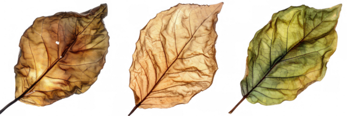 Dried Tobacco Leaves