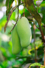 Mango fruit on the tree in the garden with a natural background