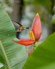 Colibrí © border-ec