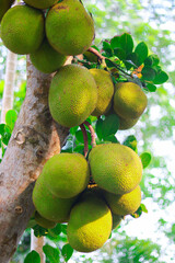 Jackfruit on a tree in the garden. (Scientific name: Artocarpus heterophyllus)
