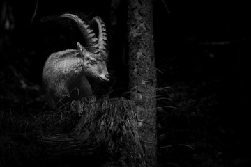 Alpine ibex in a dense forest - black and white