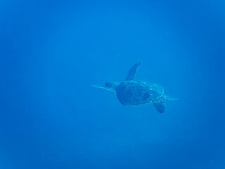 ゆったり泳ぐ美しく大きなアオウミガメ（ウミガメ科）。

日本国静岡県伊豆半島賀茂郡南伊豆町中木から渡し船で渡るヒリゾ浜にて。
2022年10月撮影。

The Beautiful and large green sea turtle (Chelonia mydas, family Turtles) swims leisurely. 

