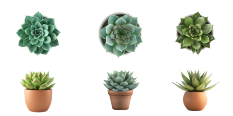 
3D illustration of a green succulent in a ceramic pot isolated on a white background, in a studio shot from a high angle view.

