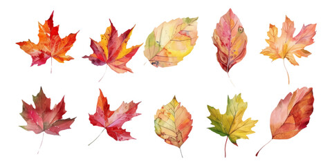 Obraz premium A set of watercolor autumn leaves isolated on a white background