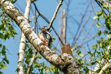 a woodpecker on a birch branch in the courtyard of a residential area in the city of Munich