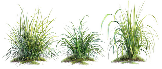 Ornamental Grass Clumps Set