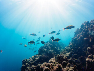 逆光の美しいホウライヒメジ（ヒメジ科）、チョウチョウウオ（チョウチョウウオ科）他の群れ。

日本国静岡県伊豆半島賀茂郡南伊豆町中木から渡し船で渡るヒリゾ浜にて。
2022年10月撮影。

Whitesaddle goatfish (Parupeneus ciliatus) Oriental ButterflyFish (Chaetodon aurites) and others. 
