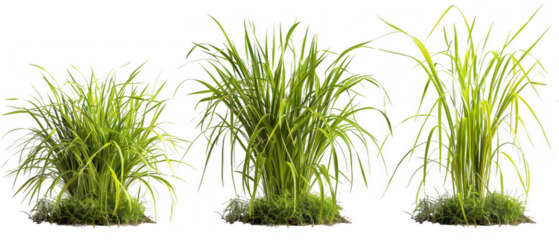 Ornamental Grass Clumps Set