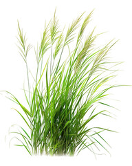 Obraz premium Ornamental Grass Plant