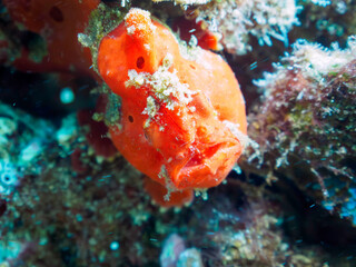 エスカ（触手）を振って小魚を呼び寄せて狩る、可愛いイロカエルアンコウ（カエルアンコウ科）の幼魚。

日本国静岡県伊豆半島賀茂郡南伊豆町中木から渡し船で渡るヒリゾ浜にて。
2022年10月撮影。

A lovely juvenile Painted frogfish (Antennarius pictus) that attracts and hunts small fish by waving 