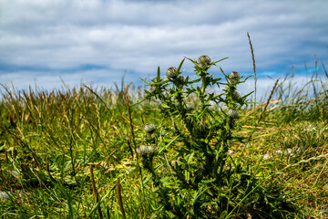 Thistle at storm beach by Carrowhubbuck North Carrownedin close to Inishcrone, Enniscrone in County Sligo, Ireland.
