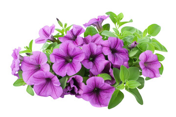 Purple Petunia Flower Cluster