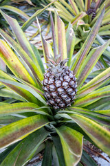 Fototapeta premium Close-up of a pineapple plant with a ripe pineapple growing among the green and red-tipped leaves