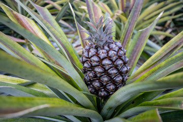 Close-up of a pineapple plant with a ripe pineapple growing among the green and red-tipped leaves