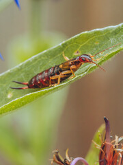 European earwig resting on a leaf