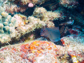 美しいサンゴと可愛いタテガミカエルウオ（イソギンポ科）の幼魚他。

日本国静岡県伊豆半島賀茂郡南伊豆町中木から渡し船で渡るヒリゾ浜にて。
2022年10月撮影。

Beautiful corals and lovely juvenile Chestnut eyelash-blenny (Cirripectes castaneus) and others.
