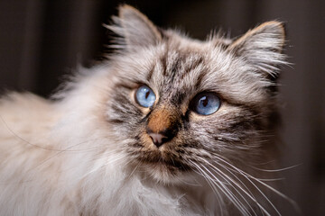 Chat - Sacré de Birmanie