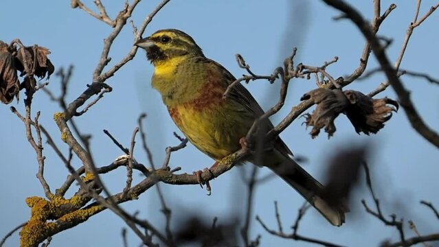 Escribano Sote&ntilde;o (Emberiza cirlus) cantando en las ramas de un &aacute;rbol 