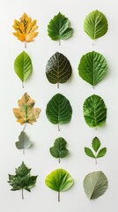 Obraz premium Tree leaves collage isolated on light background.