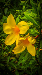 Obraz premium yellow flower in the garden