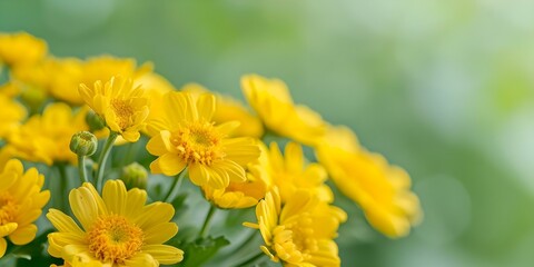 Obraz premium Macro shot of bright yellow Senecio vernalis flowers against a soft green backdrop. Concept Nature Photography, Macro Photography, Flower Close-ups, Color Contrast, Botanical Art