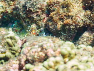 猫目が可愛いネズスズメダイ（スズメダイ科）の幼魚他。

日本国静岡県伊豆半島賀茂郡南伊豆町中木から渡し船で渡るヒリゾ浜にて。
2022年10月撮影。

A lovely cat-eyed juvenile Grey demoiselle (Chrysiptera glauca) and others.
