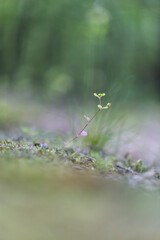 Small green plant. Macro in nature. Green background. Blurred background