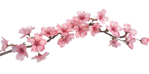 Arc of Pink Cherry Blossoms