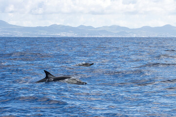 Fototapeta premium Whale Watching in Azores, dolphins follows the zodiac rig boat. A dolphin partially submerged in the ocean, showing its dorsal fin and back, with splashing water around.
