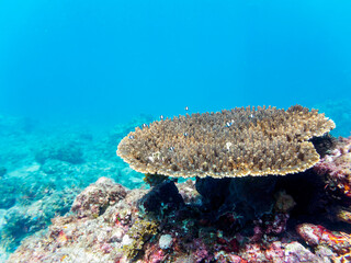 テーブルサンゴに住む可愛いフタスジリュウキュウスズメダイ（スズメダイ科）の幼魚の群れ他。

日本国静岡県伊豆半島賀茂郡南伊豆町中木から渡し船で渡るヒリゾ浜にて。
2022年10月撮影。

A school of the Lovely Reticulated Dascyllus (Dascyllus reticulatus) juvenile and others in Table Coral.
