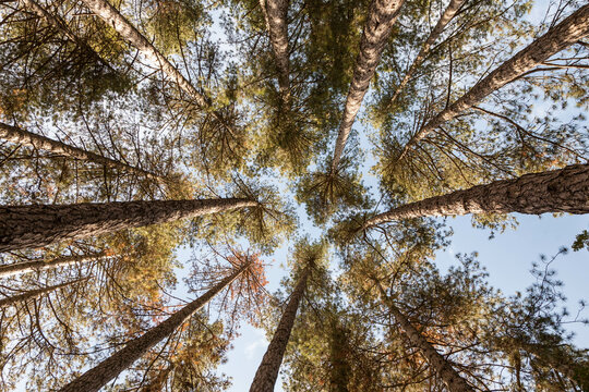 pine wood ant view looking up tall trees