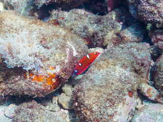 美しいツユベラ（ベラ科）の幼魚他。

日本国静岡県伊豆半島賀茂郡南伊豆町中木から渡し船で渡るヒリゾ浜にて。
2022年10月撮影。

The Beautiful yellowtail wrasse (Coris gaimard) juvenile and others. 
