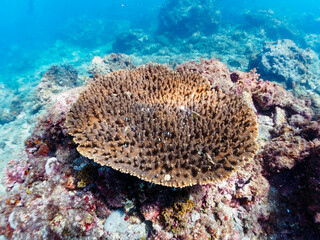 テーブルサンゴに住む可愛いフタスジリュウキュウスズメダイ（スズメダイ科）の幼魚の群れ他。

日本国静岡県伊豆半島賀茂郡南伊豆町中木から渡し船で渡るヒリゾ浜にて。
2022年10月撮影。

A school of the Lovely Reticulated Dascyllus (Dascyllus reticulatus) juvenile and others in Table Coral.
