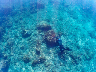 テーブルサンゴに住む可愛いフタスジリュウキュウスズメダイ（スズメダイ科）の幼魚の群れ他。
撮影するスキンダイバーもいる。

日本国静岡県伊豆半島賀茂郡南伊豆町中木から渡し船で渡るヒリゾ浜にて。
2022年10月撮影。

Reticulated Dascyllus (Dascyllus reticulatus) juvenile and others in Table Coral.
