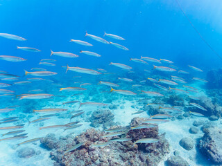 Fototapeta premium 岩場に集まる、美しいタイワンカマス（カマス科）他の群れ。日本国静岡県伊豆半島賀茂郡南伊豆町中木から渡し船で渡るヒリゾ浜にて。 2022年10月撮影。Beautiful a school of Yellowtail barracuda (Sphyraena obtusata) and others gather on a rocky beach. 