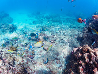 美しいニセカンランハギ、ニザダイ（ニザダイ科）、ホウライヒメジ（ヒメジ科）他の群れ。

日本国静岡県伊豆半島賀茂郡南伊豆町中木から渡し船で渡るヒリゾ浜にて。
2022年10月撮影。
Pencil surgeonfish (Acanthurus dussumieri), Sawtail (Prionurus scalprum), Whitesaddle goatfish (Parupeneus 