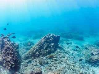 美しいニセカンランハギ、ニザダイ（ニザダイ科）、ホウライヒメジ（ヒメジ科）他の群れ。

日本国静岡県伊豆半島賀茂郡南伊豆町中木から渡し船で渡るヒリゾ浜にて。
2022年10月撮影。
Pencil surgeonfish (Acanthurus dussumieri), Sawtail (Prionurus scalprum), Whitesaddle goatfish (Parupeneus 
